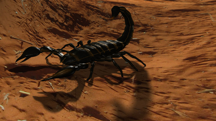 Scorpion, rendu couleur